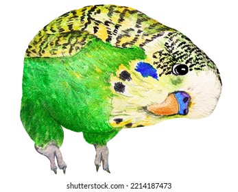 Watercolor Hand Draw Green Budgie