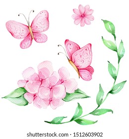 Watercolor hand draw illustration set with pink butterfly and pink hydrangea, flowers and green leaves; with white isolated background