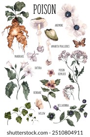 Watercolor hand draw poster with poisonous floral, mushroom, fly agaric, belladonna, poppy, mandrake, moon flowers, snake, butterfly, moth, isolated on colored background