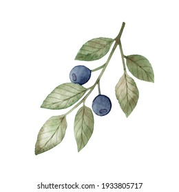 Watercolor Hand Drawing Blueberry Sprig Isolated On White Background. Wild Forest Berries. Food.