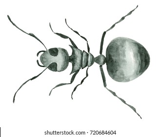 Watercolor hand drawn ant isolated on white.