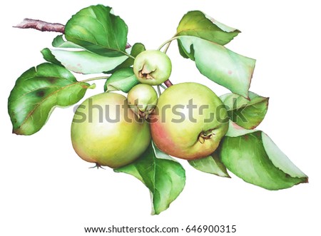 Watercolor hand drawn apple tree branch with apples and leaves isolated on white background