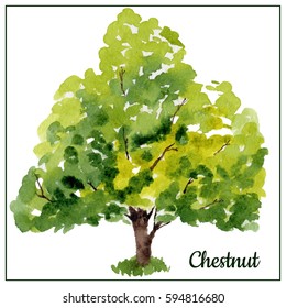 Watercolor Hand Drawn Chestnut Tree