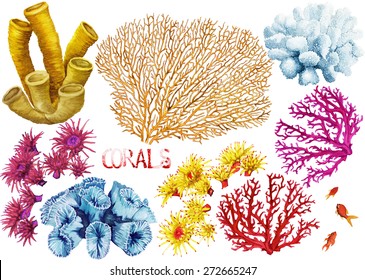 Watercolor hand drawn corals on a white background