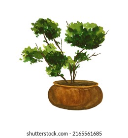 Watercolor hand drawn green tree in a pot element isolated on white background. Bonsai houseplant clipart objects for decor, design, banner, poster, scrapbook. Gardening botanical illustration.