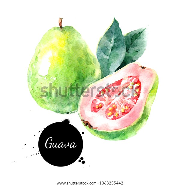 Watercolor Hand Drawn Guava Fruit Illustration Stock Illustration ...