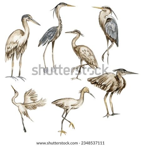 Image, Stock Photo Gray heron Heron Bird