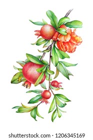 Watercolor hand drawn illustration of the pomegranate tree branch with fruit and green leaves isolated on white background