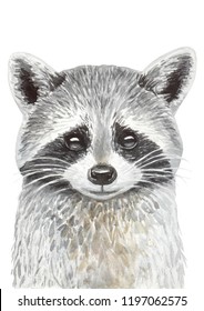 Watercolor Hand Drawn Illustration Of Raccoon