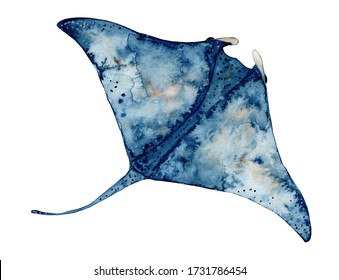 Watercolor hand drawn illustration of ray fish in blue color isolated on white background, marine life
