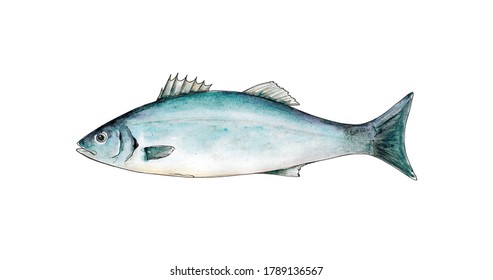 Watercolor Hand Drawn Illustration Of Sea Bass Fish Isolated On White