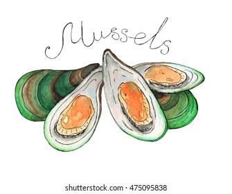 Watercolor Hand drawn illustration sketch of green mussels with lettering isolated on white