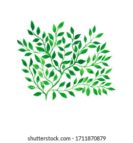 Watercolor hand drawn isolated ornamental green brunch with leaves. Botanical element. A close up of a logo. Natural floral image. - Powered by Shutterstock