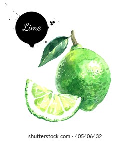 Watercolor Hand Drawn Lime. Isolated Eco Natural Food Fruits Illustration On White Background