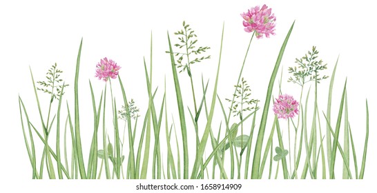 Watercolor hand drawn meadow herbal  border with green grass and red clover flowers isolated on white background