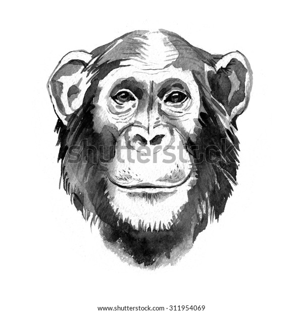 水彩手描きの猿のチンパンジーのポートレート モノクロイラスト のイラスト素材