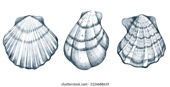 Watercolor hand drawn nautical set with illustration of seashells isolated on white background. Graphic details. Marine blue underwater elements design. Print for greeting card, wallpaper, fabric