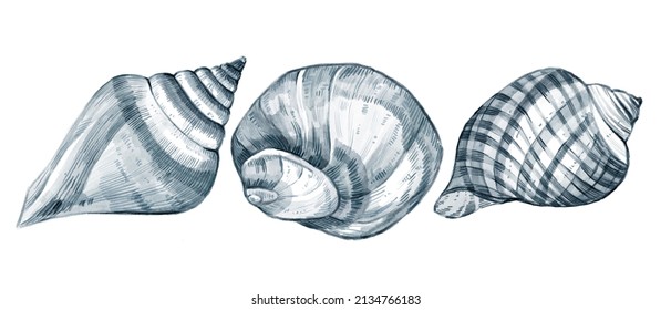 Watercolor hand drawn nautical set with illustration of seashells isolated on white background. Graphic details. Marine blue underwater elements design. Art print for greeting card, wallpaper, fabric