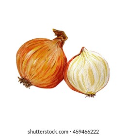 Watercolor Hand Drawn Onion