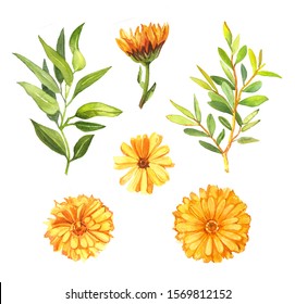 Watercolor hand drawn orange calendula flower and tea tree leaves and ranches botanical illustration set isolated on white background