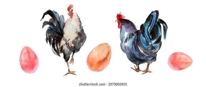 watercolor hand drawn painting of roosters and eggs