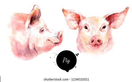 Watercolor hand drawn pig head illustration set. Painted sketch isolated on white background. Portrait of farm animals profile and facet. Symbol of new year 2019