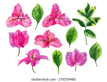 Watercolor hand drawn pink bougainvillea flowers set. Can be used as print, postcard, package design, invitation, greeting card, textile, stickers, element design.
