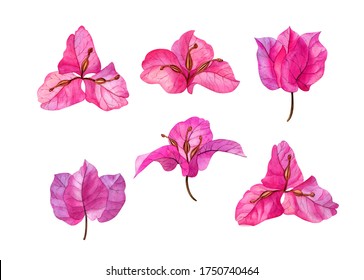 Watercolor hand drawn pink bougainvillea flower. Can be used as print, postcard, package design, invitation, greeting card, textile, stickers.