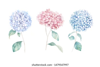 Watercolor hand drawn set. Flower hydrangea print. Botanical isolated design