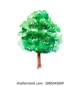 Watercolor Hand Drawn Sketch Chestnut Tree. Painted Isolated Illustration On White Background