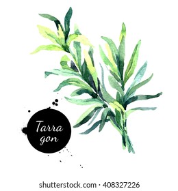 Watercolor hand drawn tarragon. Isolated eco natural herbs illustration on white background