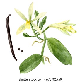 Watercolor Hand Drawn Vanilla Plant. Botanical Illustration