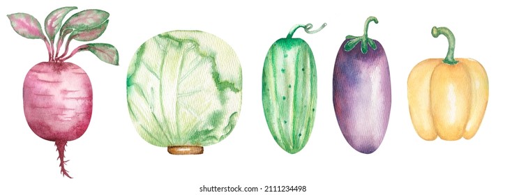 Watercolor Hand Drawn Vegetables Set, Cabbage, Eggplant, Cucumber, Beetroot Clipart, Kitchen Healthy Food Illustration, Culinary Clipart, Garden Plants, Logo Design