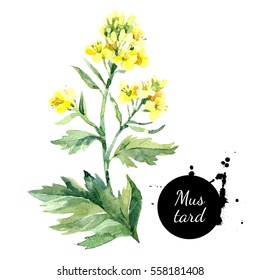 Watercolor Hand Drawn Wild Mustard Flower Illustration. Painted Sketch Isolated On White Background
