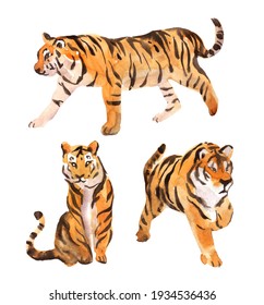 Watercolor Hand Drawn  Wild Tiger