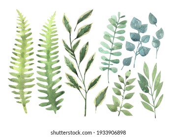 Watercolor hand painted branches and leaves set. Illustration isolated on white background. Hand-drawn branches of fern and eucalyptus, olive, leaves.