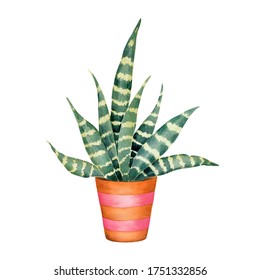 Watercolor hand painted exotic green cactus in a clay pot. Tropical succulent in the Mexican style. Clipart illustration of houseplant for background template, sticker, digital paper, home decor.