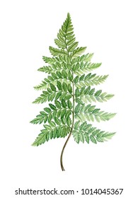 Watercolor hand painted fern. Can be used as romantic background for web pages, wedding invitations,
 greeting cards, postcards, textile design, package design, patterns, prints, posters.