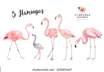 Watercolor hand painted flamingos  isolated on white background.