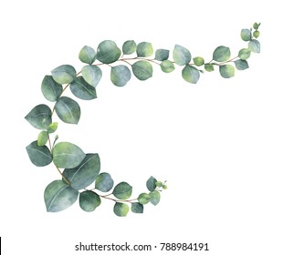 Watercolor hand painted green eucalyptus branch. Floral illustration isolated on white background.