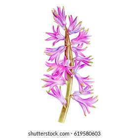 Watercolor hand painted hyacinth.Can be used as background for web pages, invitations, greeting cards, postcards, textile design, package design, prints, patterns and so on.