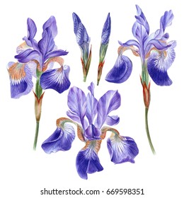 Watercolor hand painted iris flower. Can be used as romantic background for web pages, wedding invitations, greeting cards, postcards, textile design, package design, wallpapers, patterns, prints.
