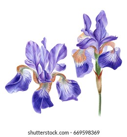 Watercolor hand painted iris flower. Can be used as romantic background for web pages, wedding invitations, greeting cards, postcards, textile design, package design, wallpapers, patterns, prints.