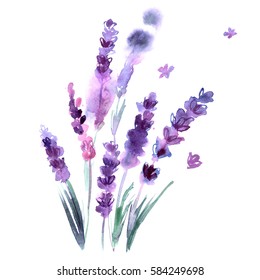 Watercolor hand painted lavender flowers on white background. Invitation. Wedding card. Birthday card.
