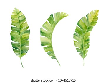 Watercolor Hand Painted Leaf Of Banana Plants On White Background