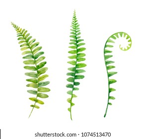 Watercolor hand painted leaf of fern plants on white background