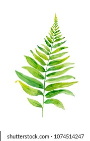 Watercolor hand painted leaf of fern plants on white background