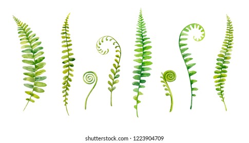 Watercolor hand painted leaves of fern plants on white background.