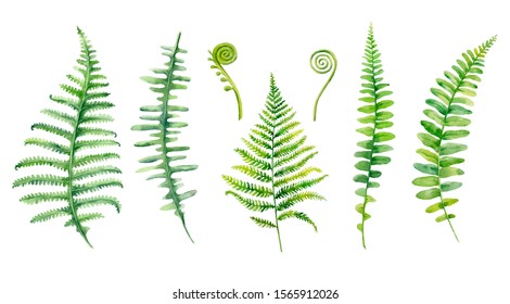 Watercolor hand painted leaves of fern plants on white background.