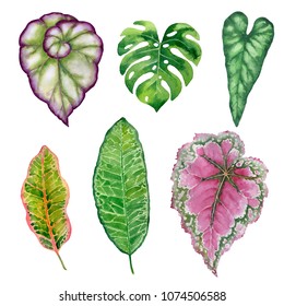 Watercolor Hand Painted Leaves Of Tropical Plants On White Background